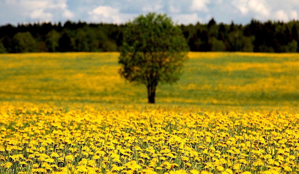 Одуванчиковое поле