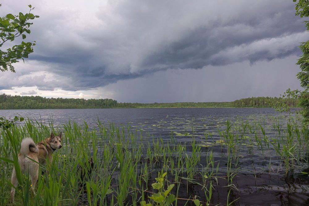 прогулка по лесу