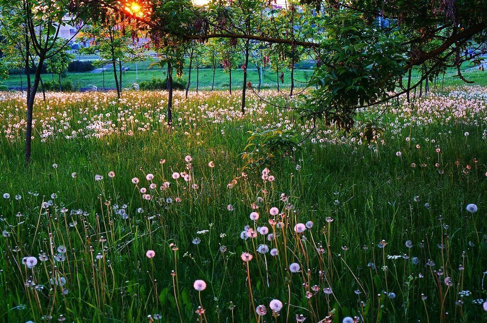 Последний луч