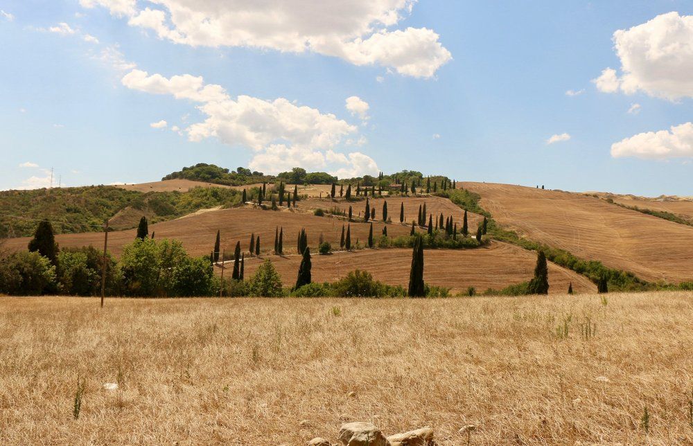 Fields of gold