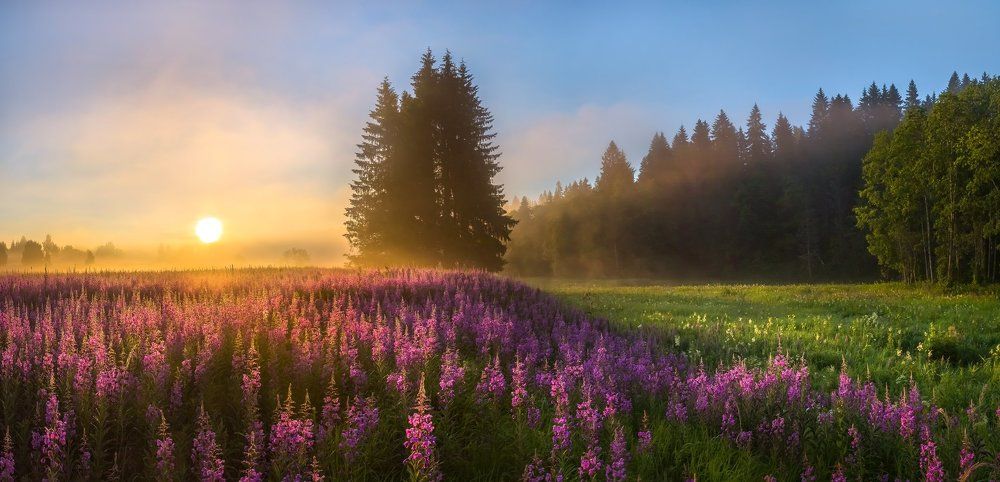Мечта художника, или цветущие луга