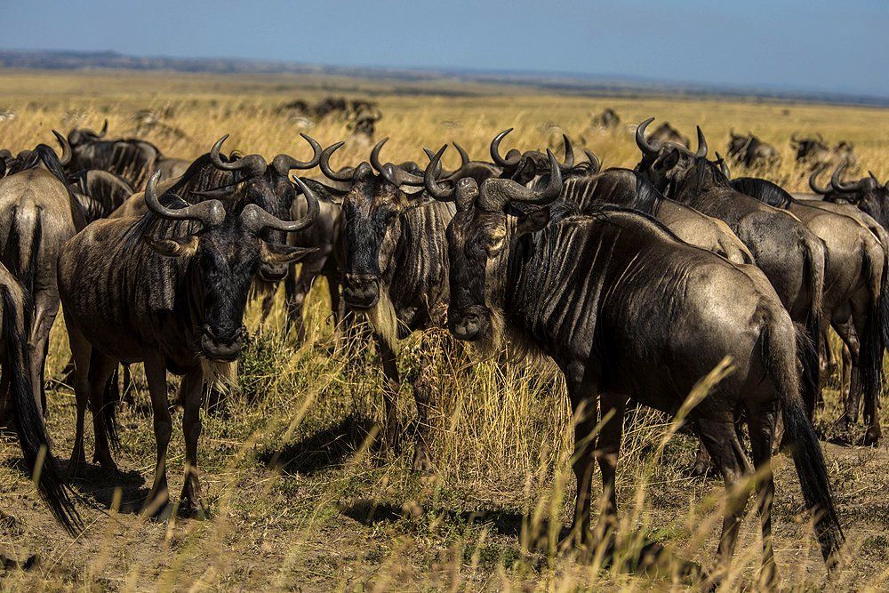 Wildebeest