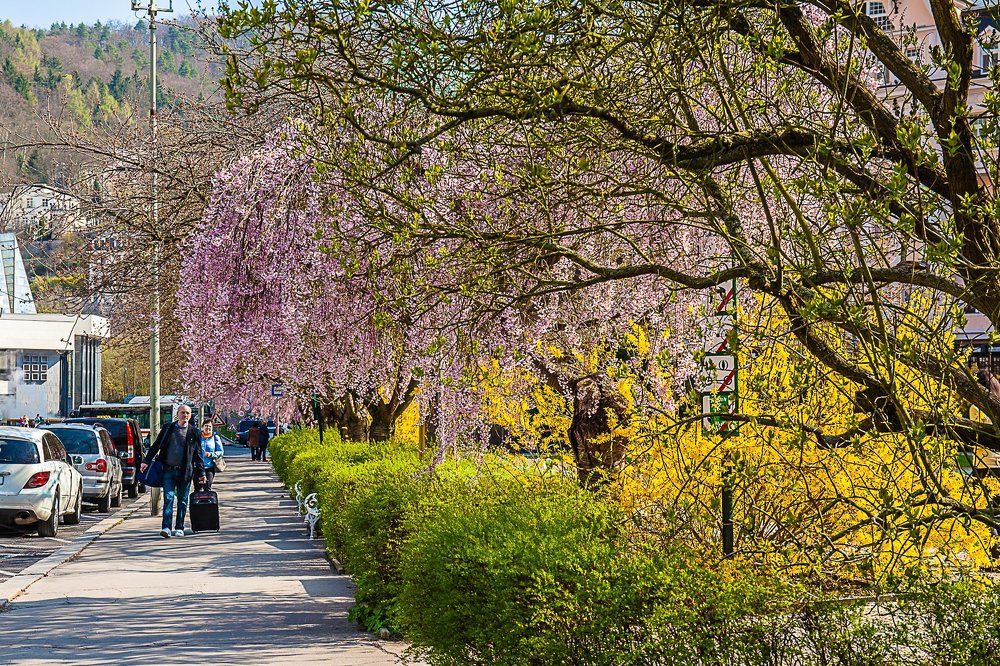 Цветение сакуры