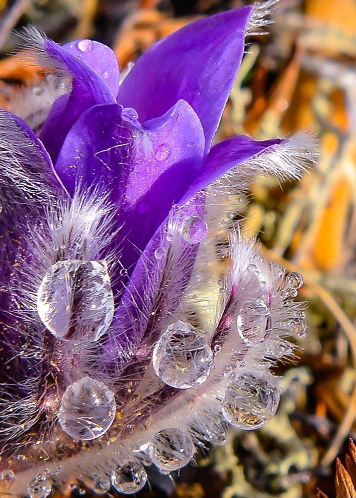 Photograph by Бурмейстер Натали