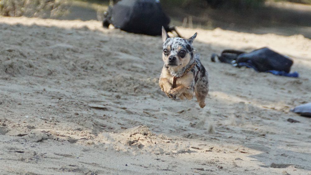 Летающая собака.