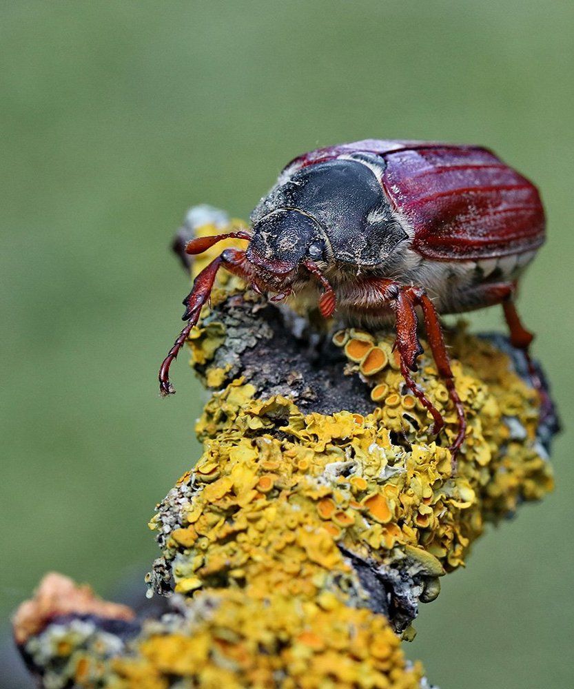 Майский жук