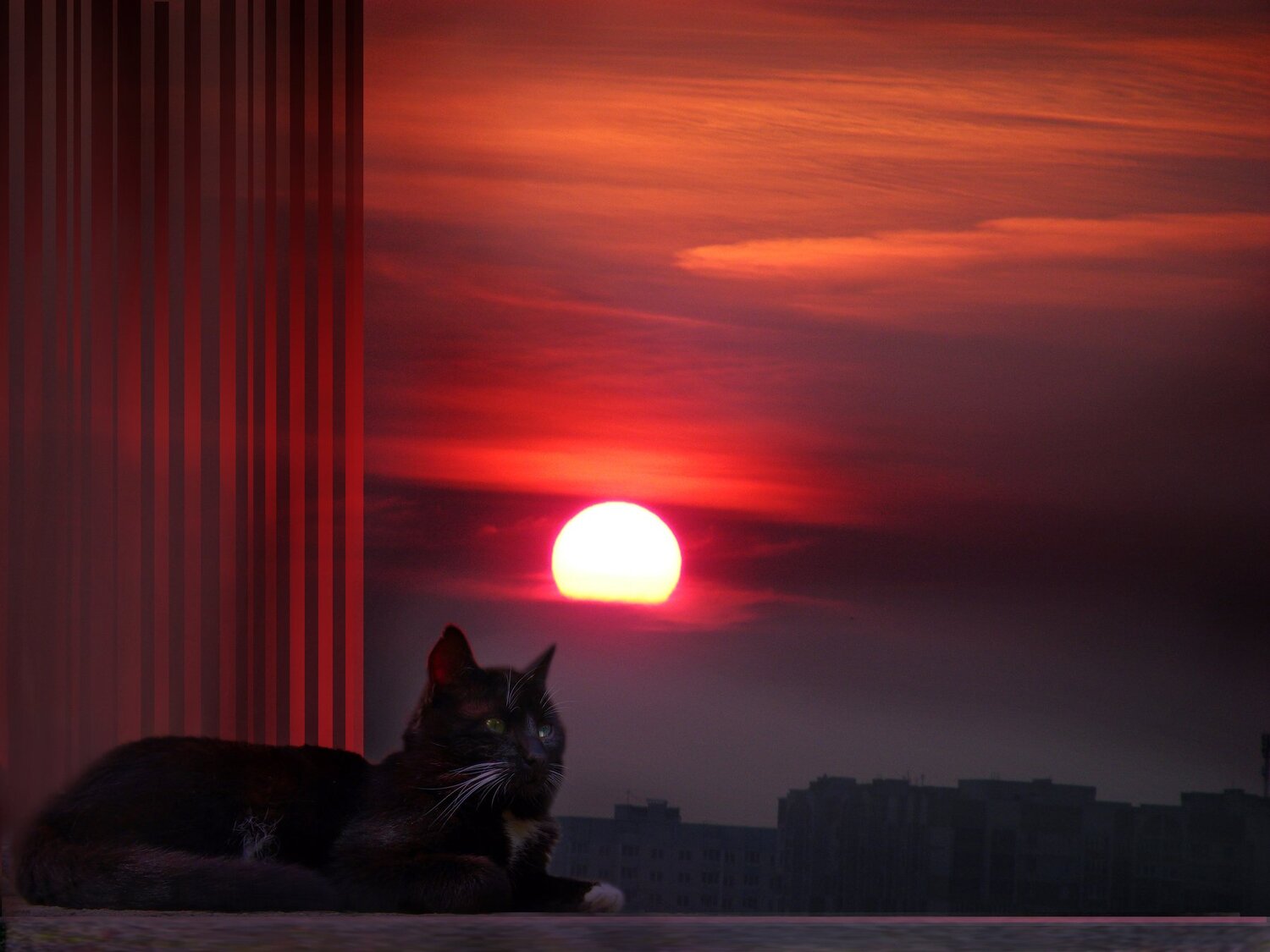 Вечерний кот
