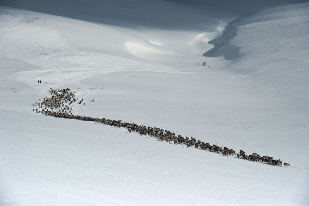 По бескрайней белой тундре