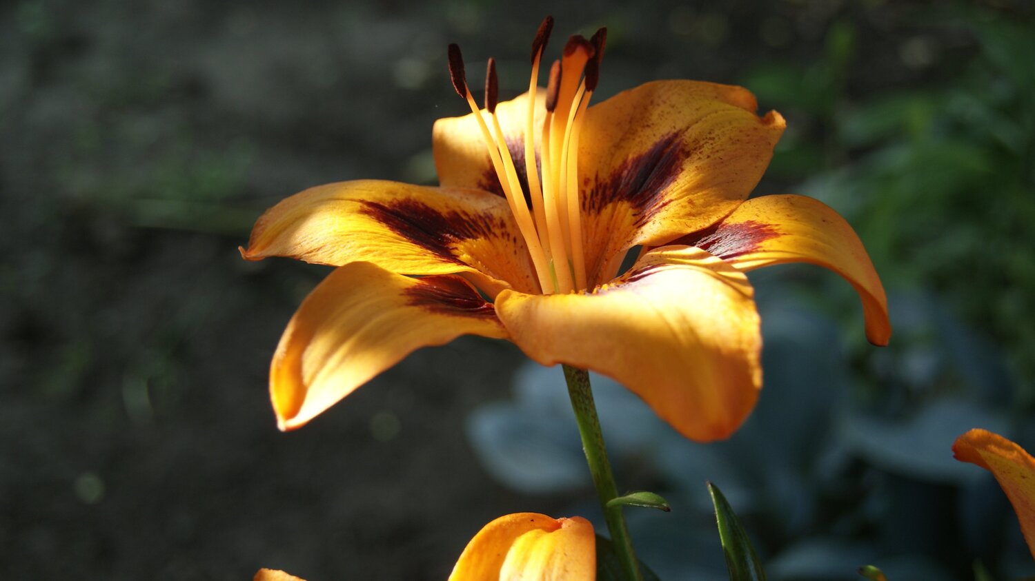 В освещении солнца