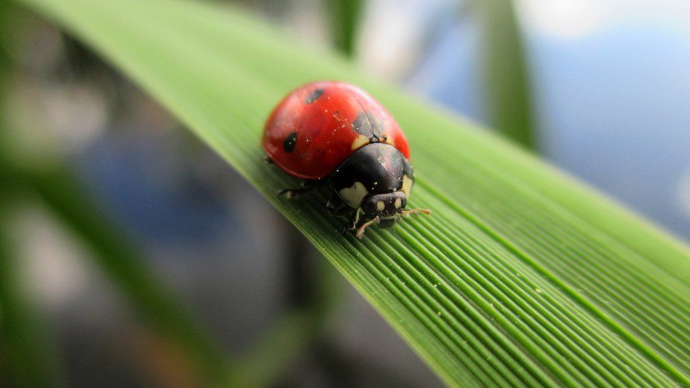 Божья коровка