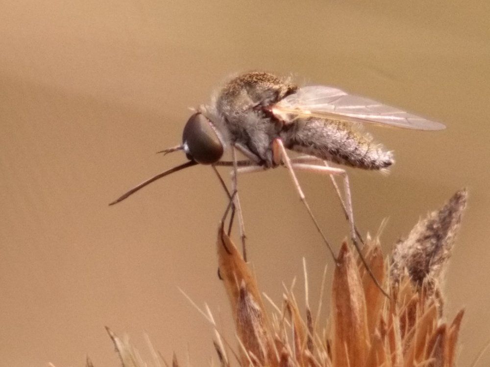Ctenophora