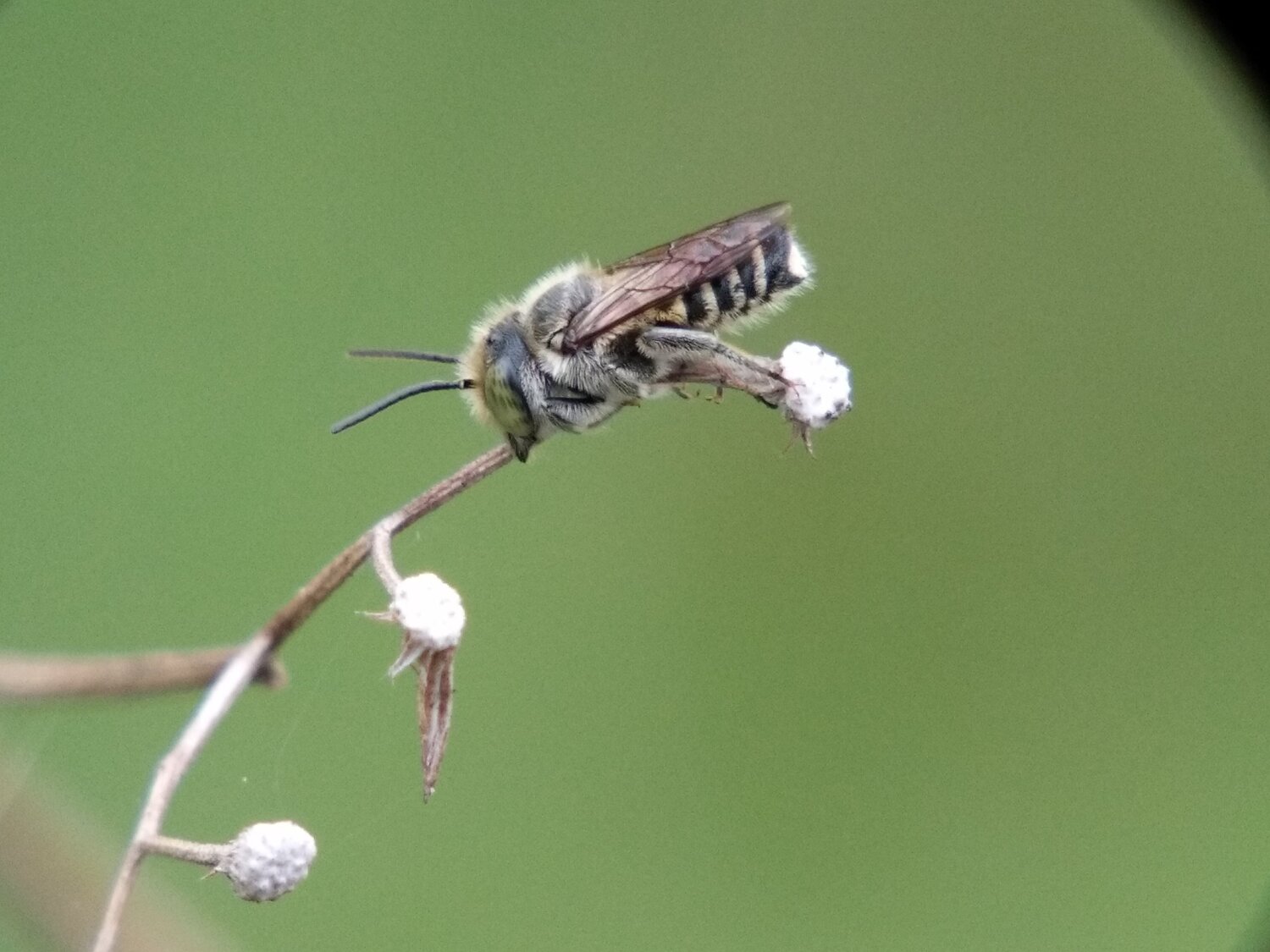 Apis florea