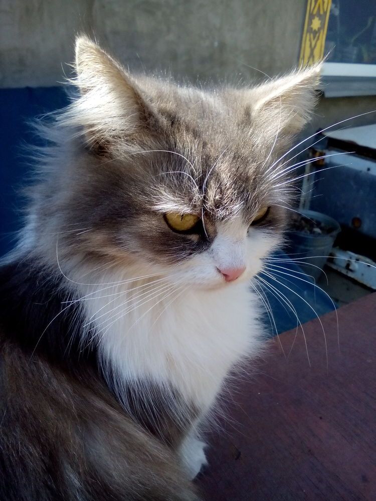 Котя