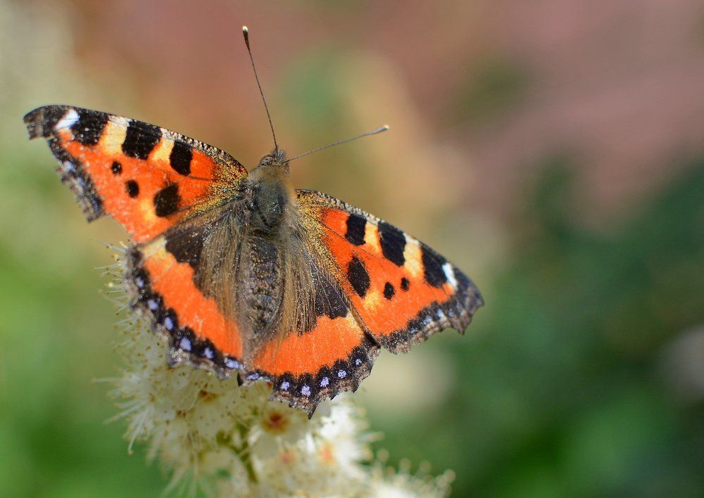 Волосатые подмышки