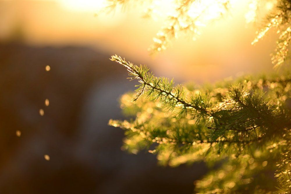 Золотой закат