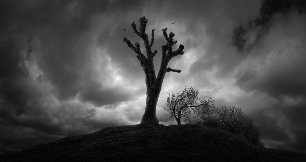 Старое дерево (Old tree)