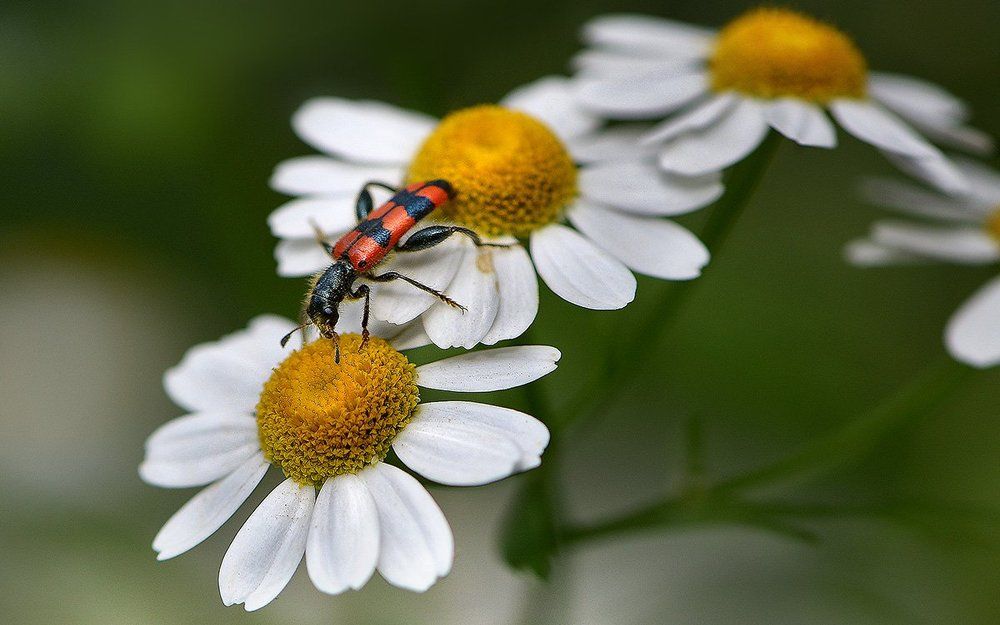 Ромашковый мост