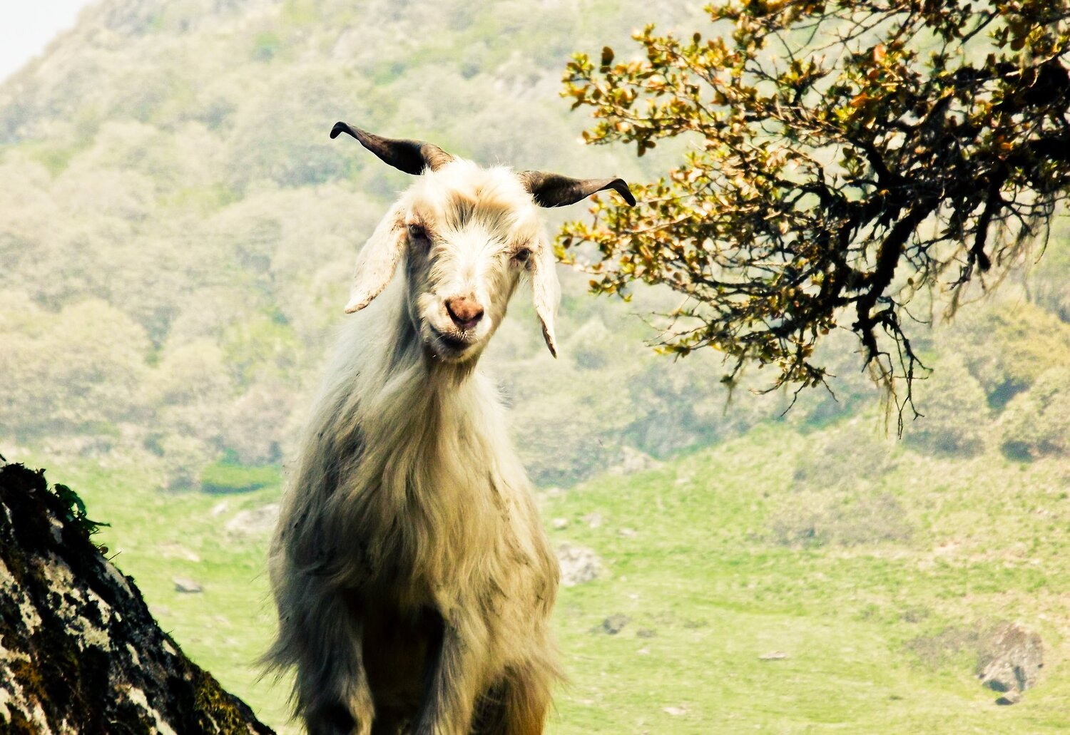 Shepherd