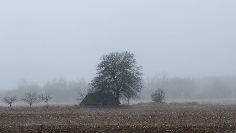 Птица. Дерево. Туман