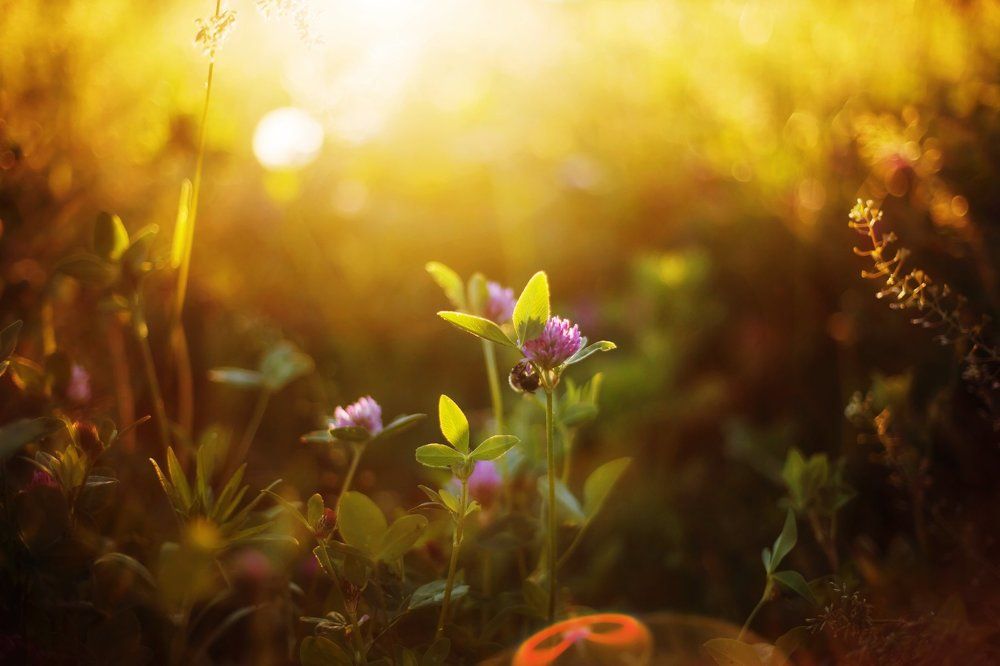 Волшебный свет