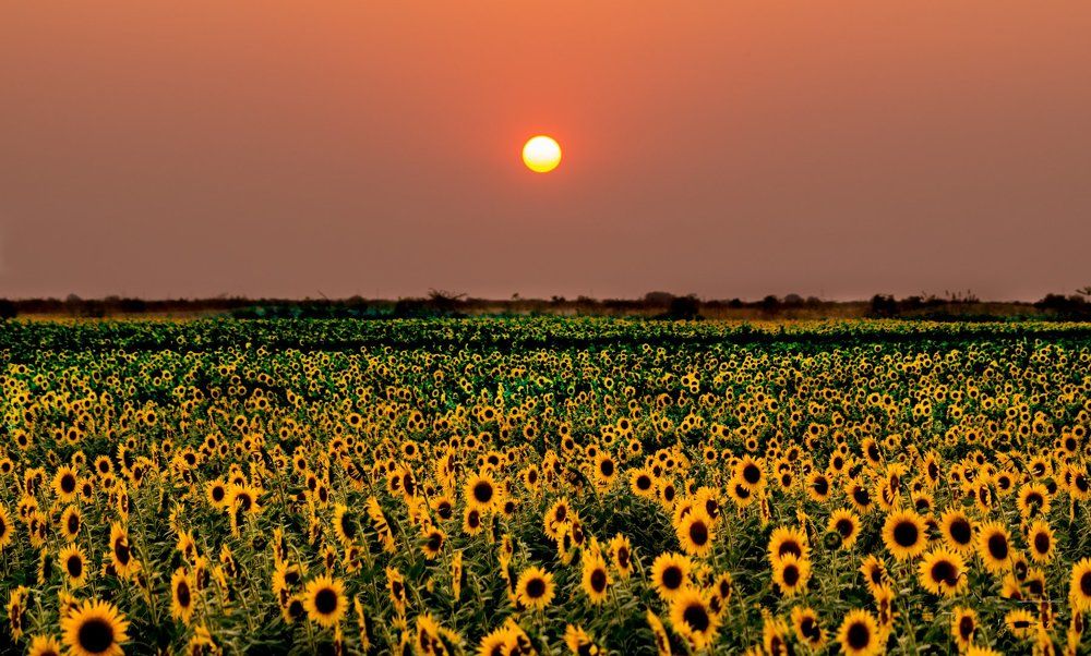 Sunflower Garden during Golden hour