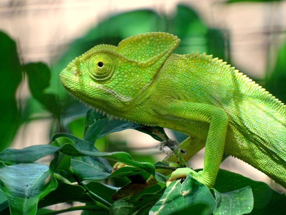 Chameleon