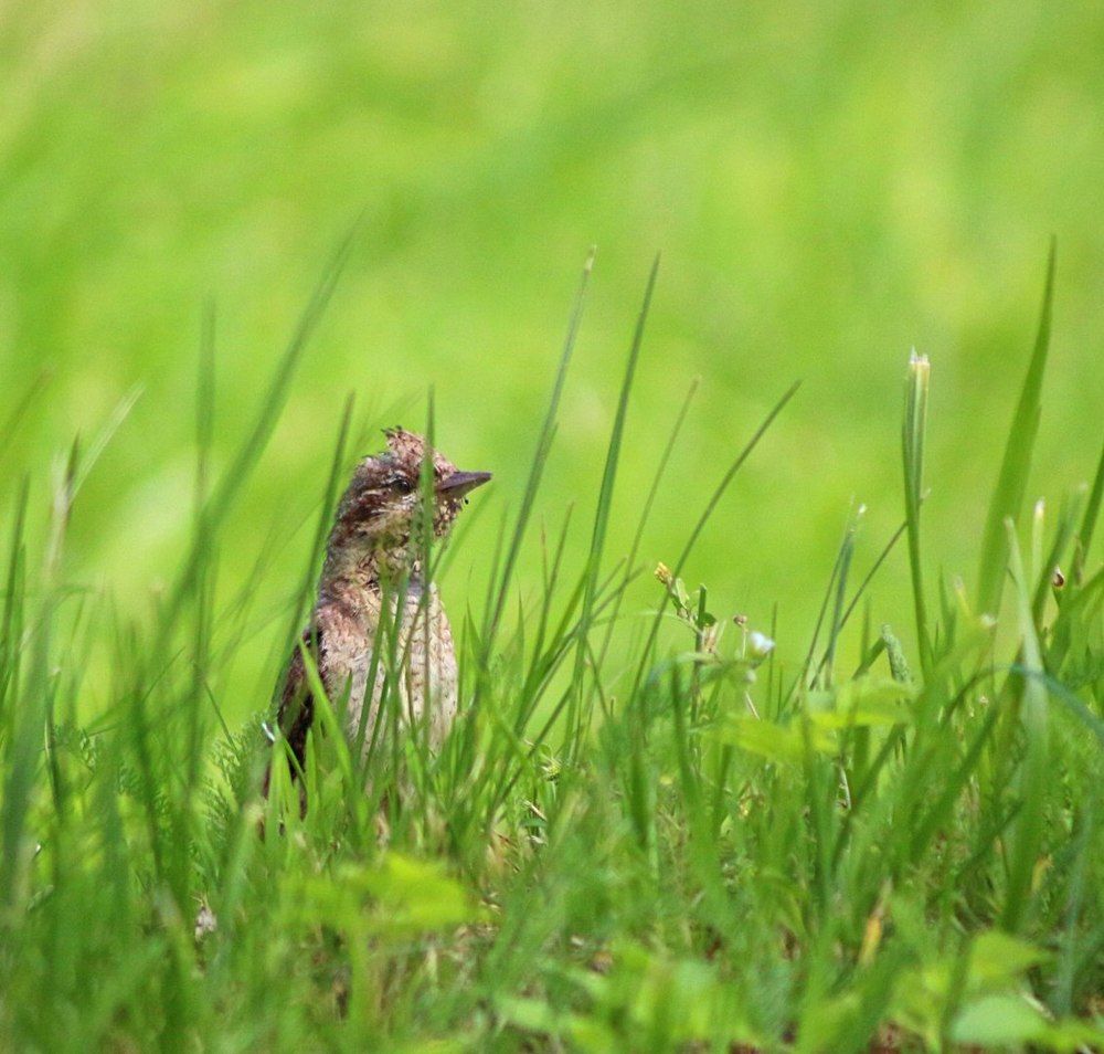 Прятки в траве