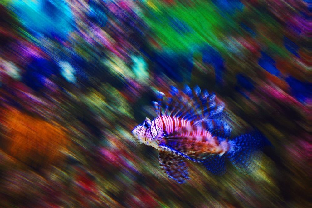 Морской Ёрш