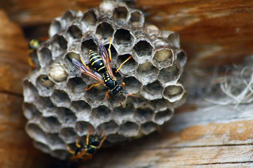 Photograph by Ekaterina Karnauh