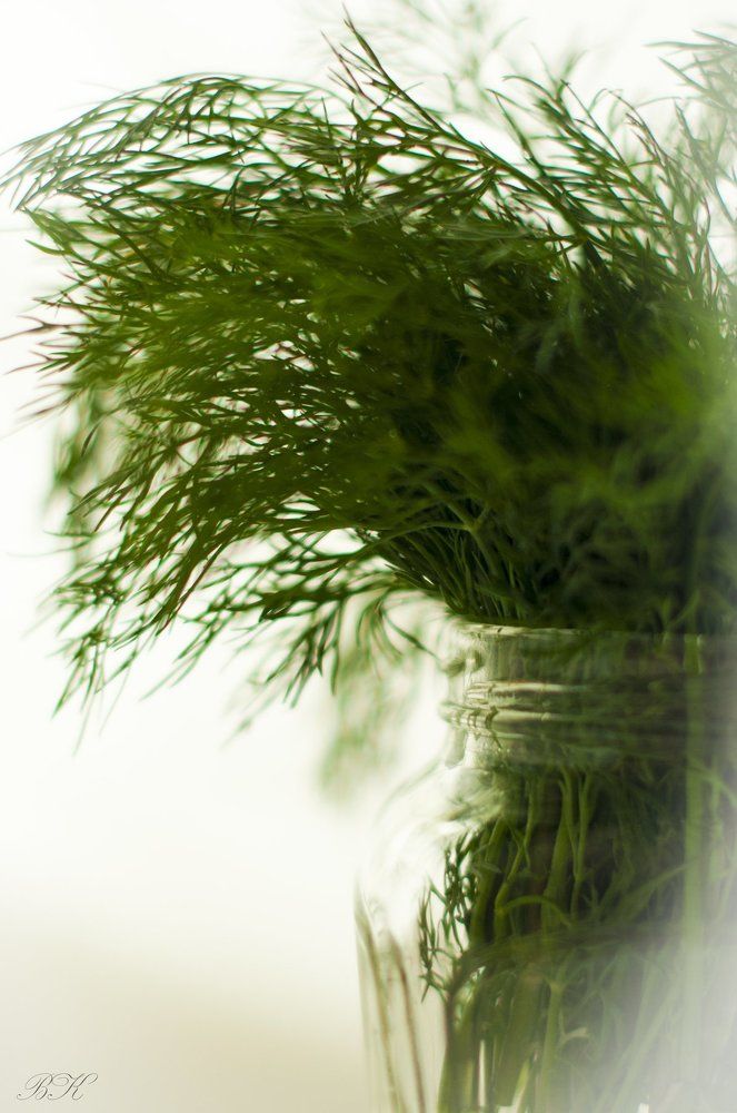 Его величество Укроп!