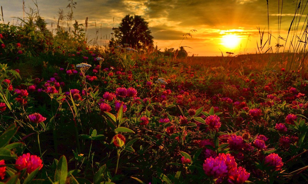 Клеверное поле