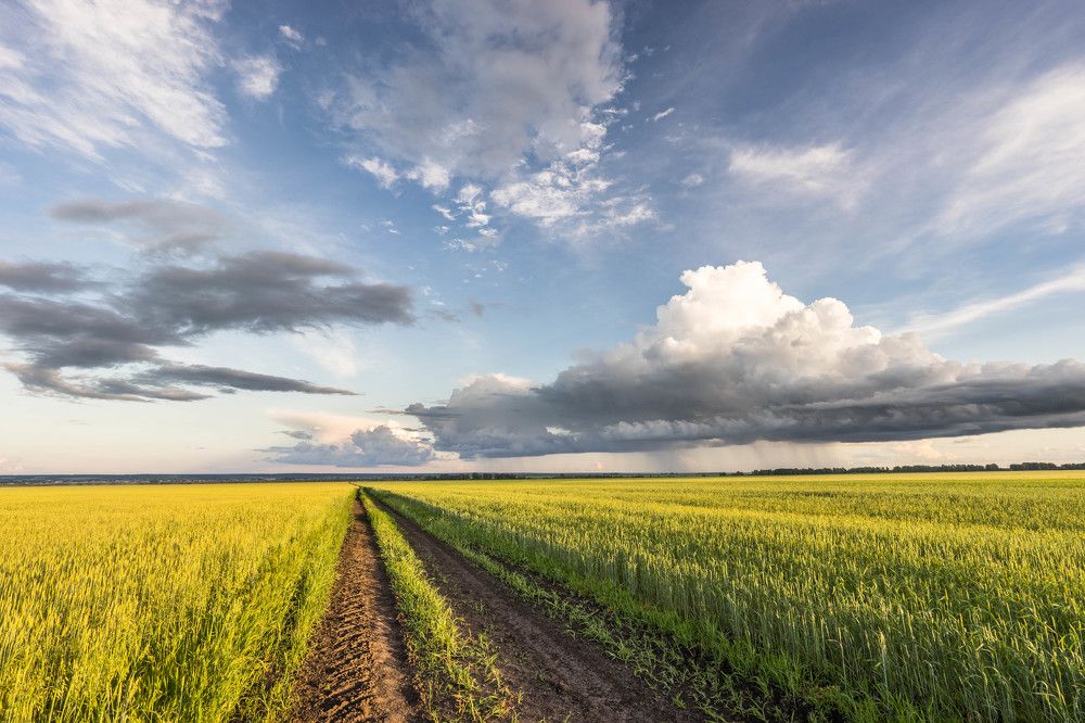 Золото лета