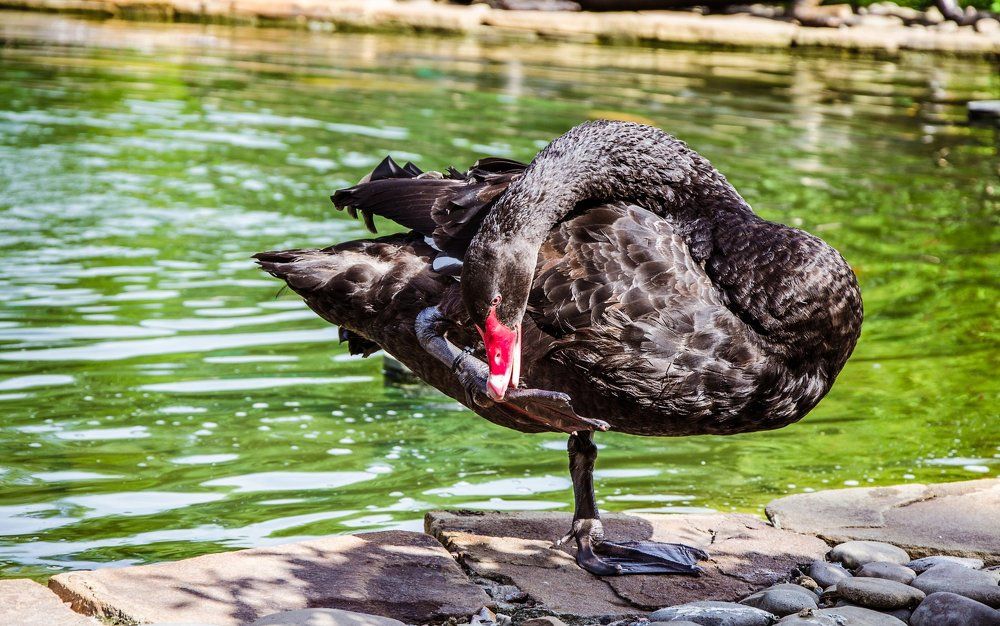 Черный лебедь