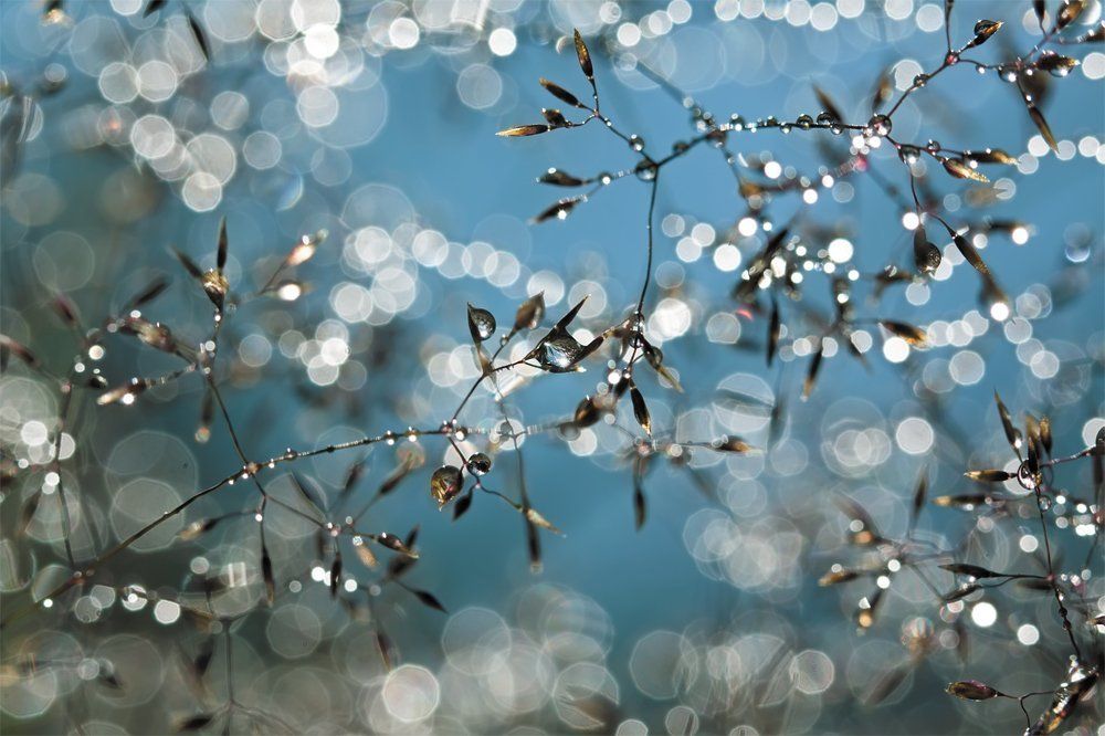 Хрупкая красота