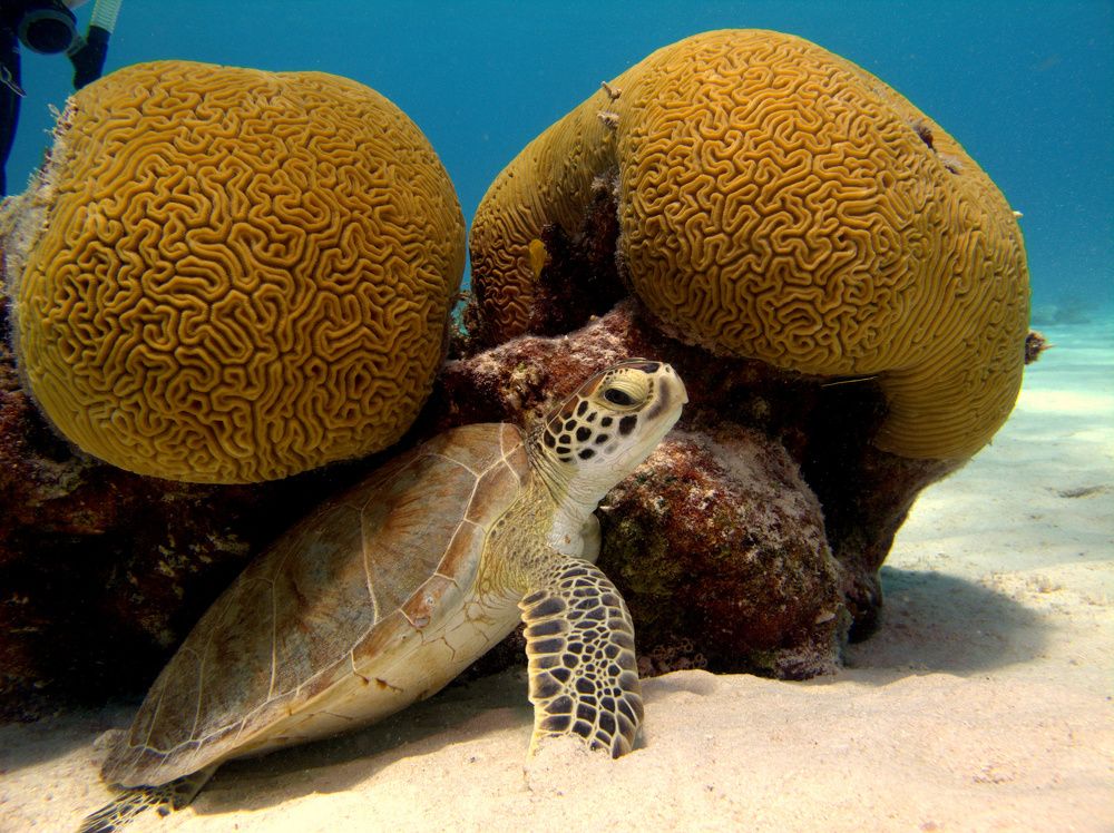 2 Brains are better than 1