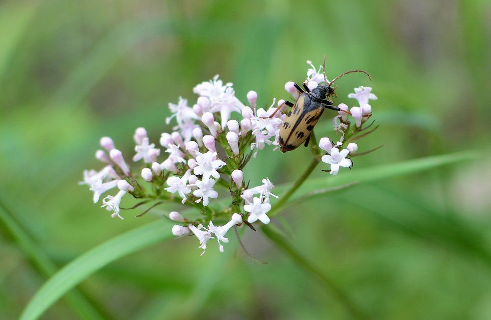 Усач за обедом