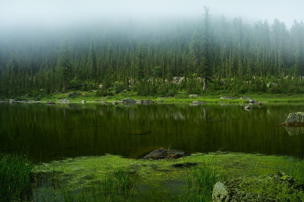 Изумрудная тайга