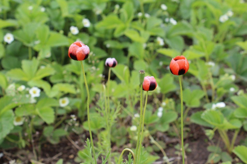 весеннее цветение