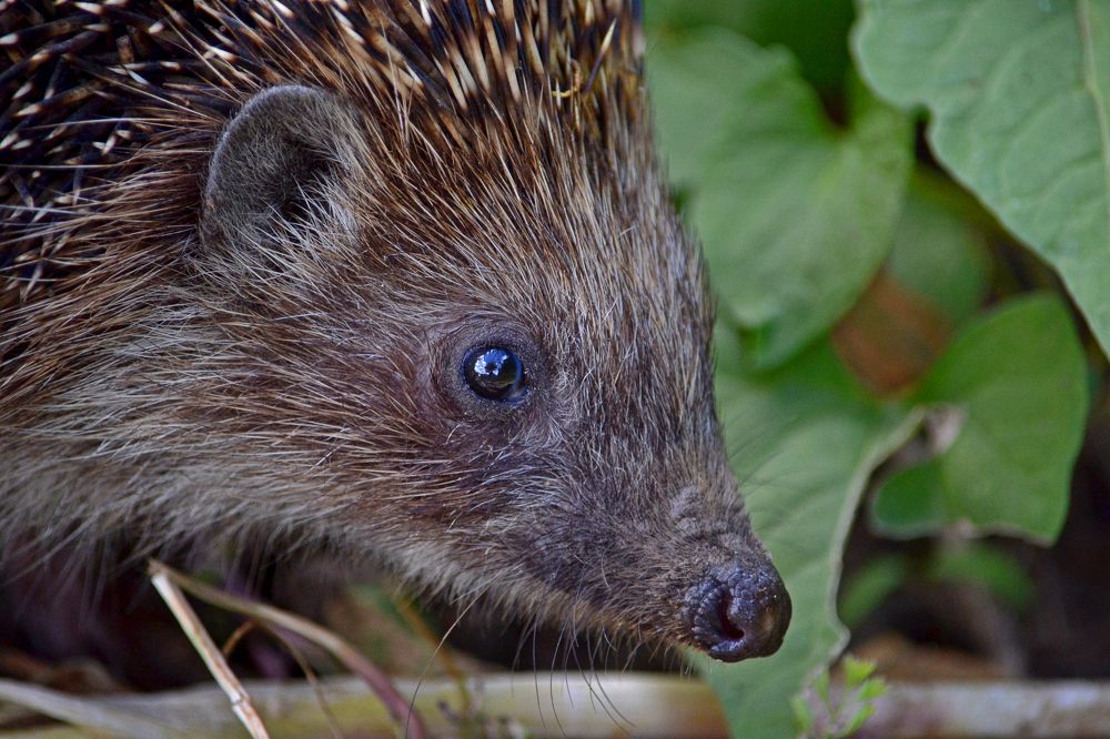 Посмотри мне в глаза
