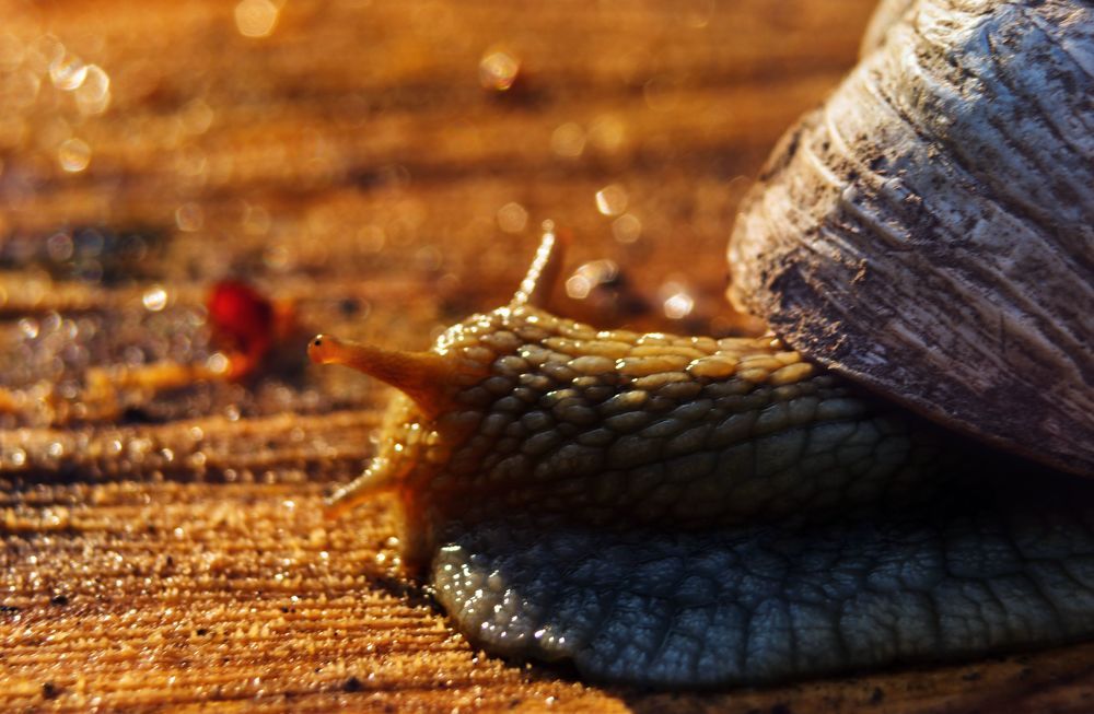 навстречу солнечной мечте