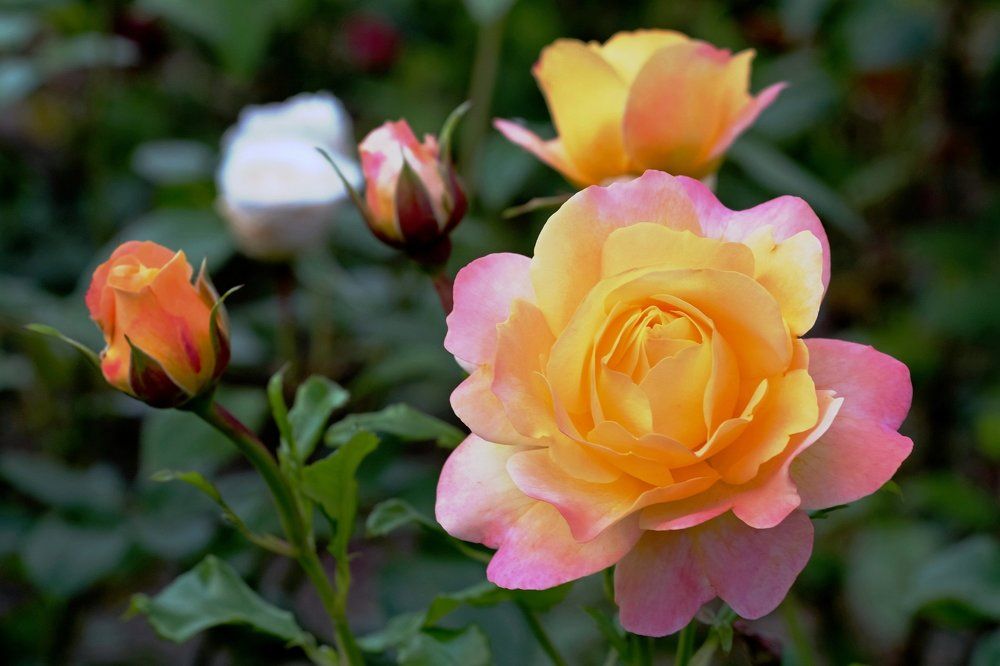 Грациозность, красота и нежность.