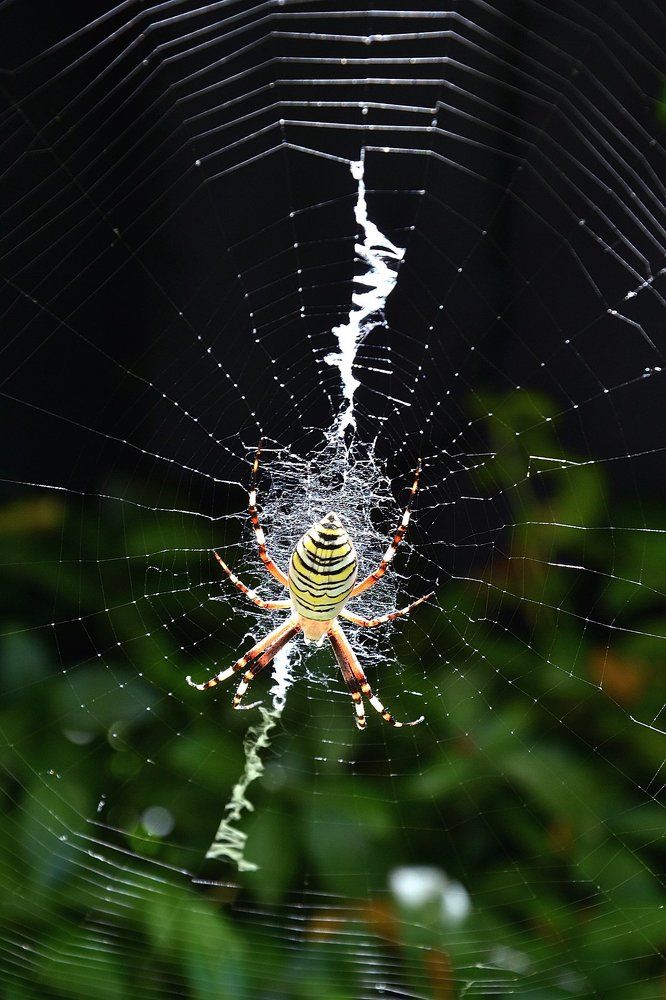 Тайное послание Аргиопы