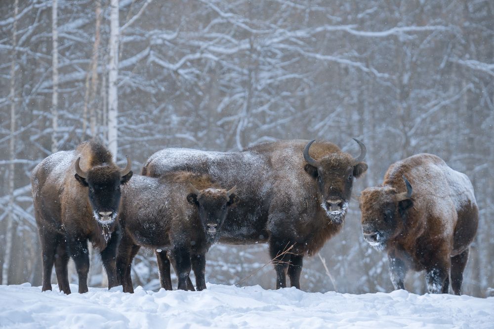 Лесная семейка