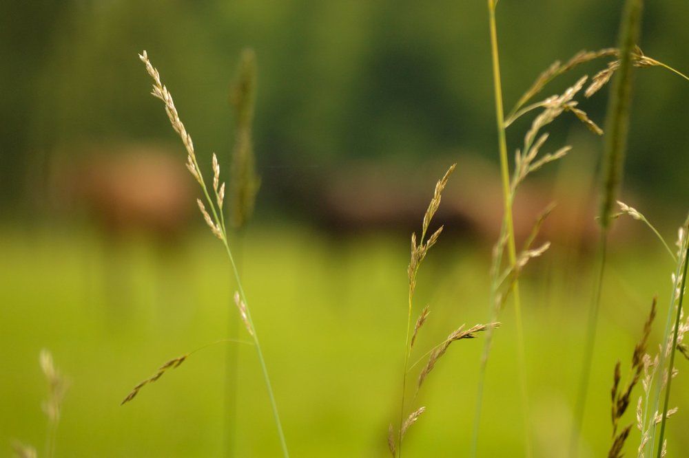 Паутинка лета