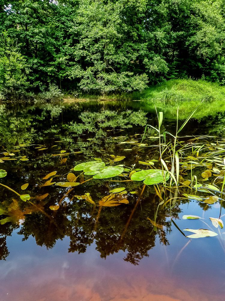 Летом на реке
