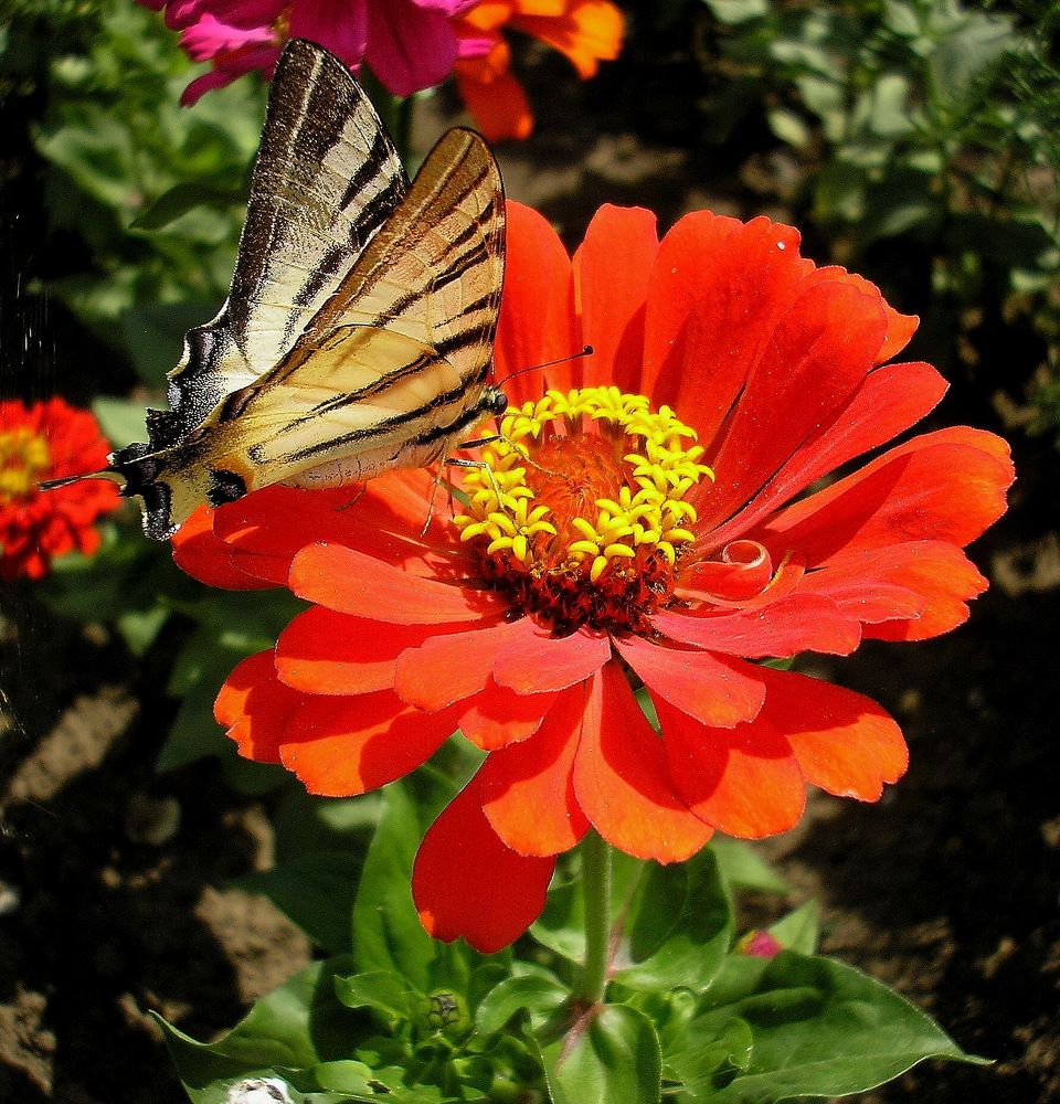 Макушка лета