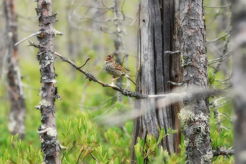 Лесной конёк