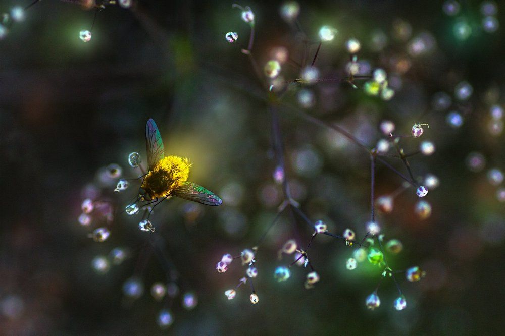 Возвращение в сказку