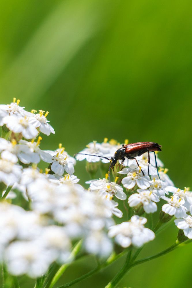 Жук лакомится нектаром