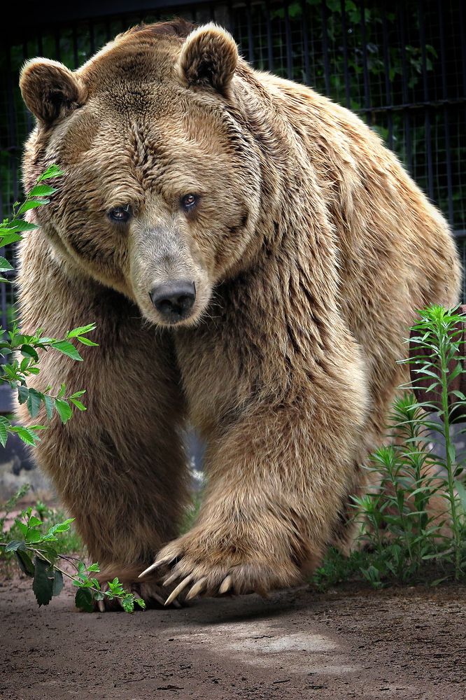 Умка. Воронежский зоопарк